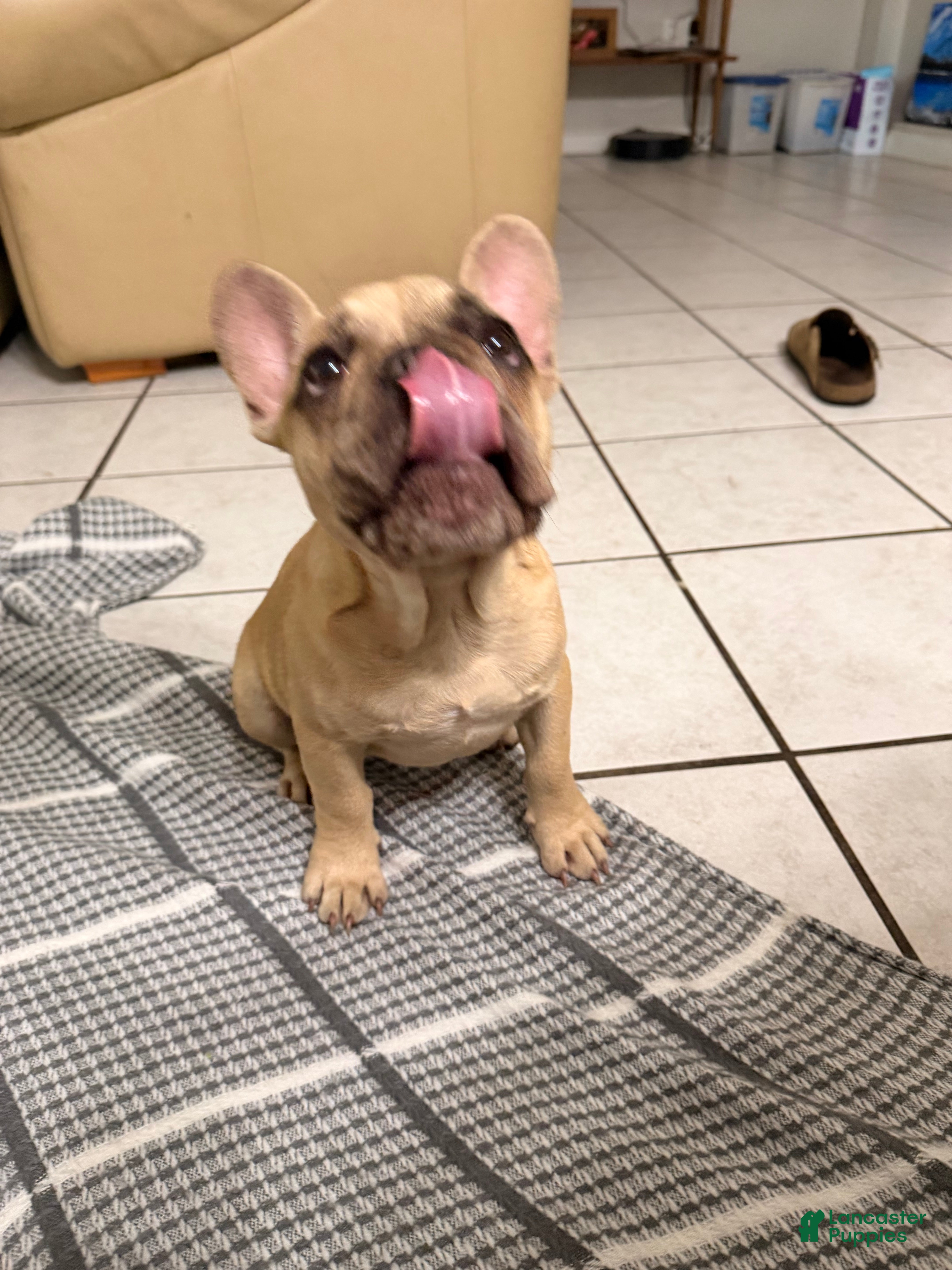 French Bulldog dogs French Bulldog 3 - Ad 2