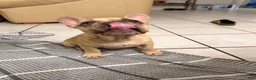 French Bulldog dogs for sale: French Bulldog 3 - Ad 2