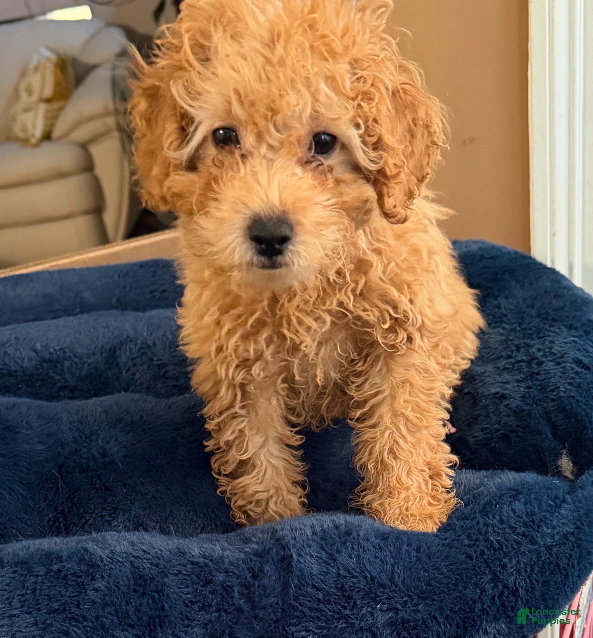 Toy Poodle dogs for sale: Toy Poodle Puppy 1 - Ad 1