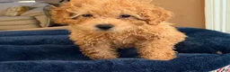 Toy Poodle dogs for sale: Toy Poodle Puppy 1 - Ad 1