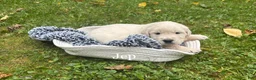 Golden Retriever dogs for sale: Jep - Ad 3