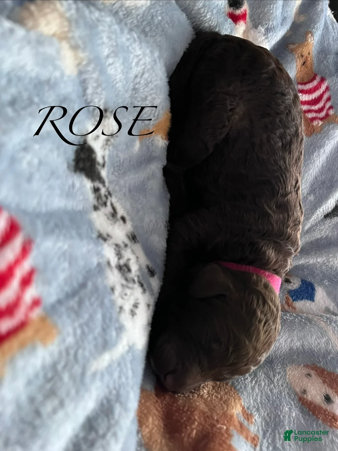 Standard Poodle dogs for sale: Standard Poodle Puppy 5 - Ad 1
