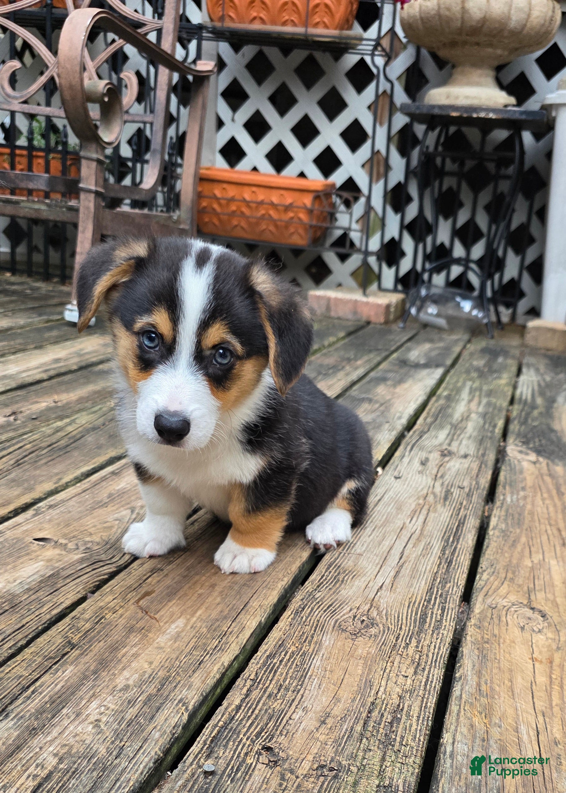 Welsh Corgi Pembroke dogs Welsh Corgi Pembroke 1 - Ad 1