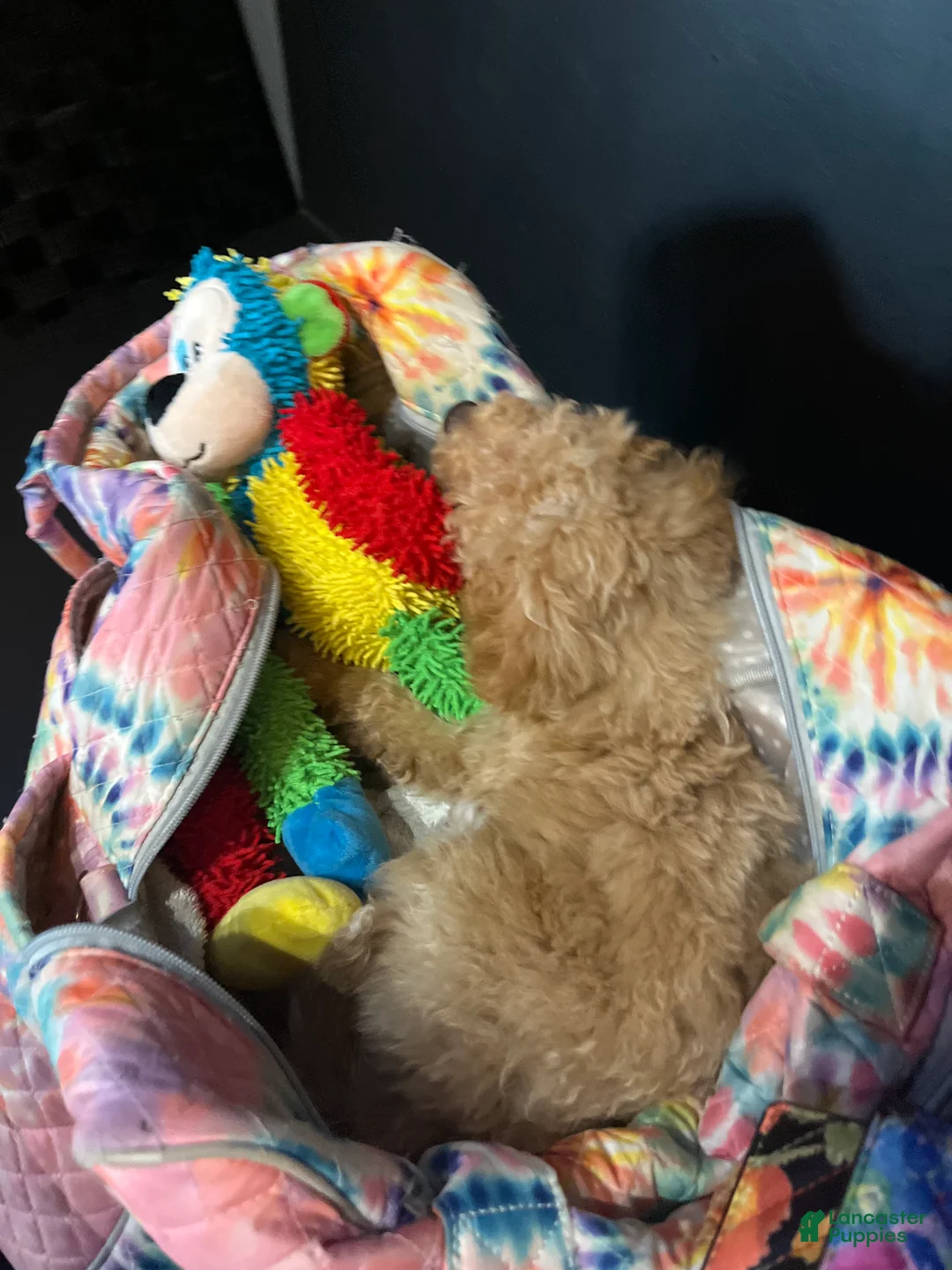 Toy Poodle dogs for sale: Toy Poodle Puppy 2 - Ad 2