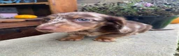 Miniature Dachshund dogs for sale: Lola - Ad 9