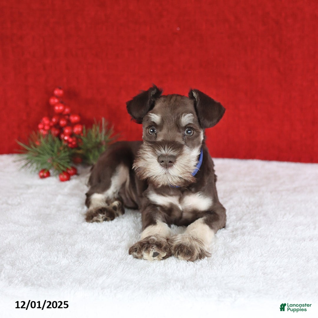 Miniature Schnauzer dogs for sale: Bingo - Ad 5