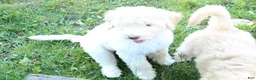 Labradoodle dogs for sale: Hera - Ad 4
