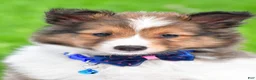Shetland Sheepdog dogs for sale: Kevin - Ad 1