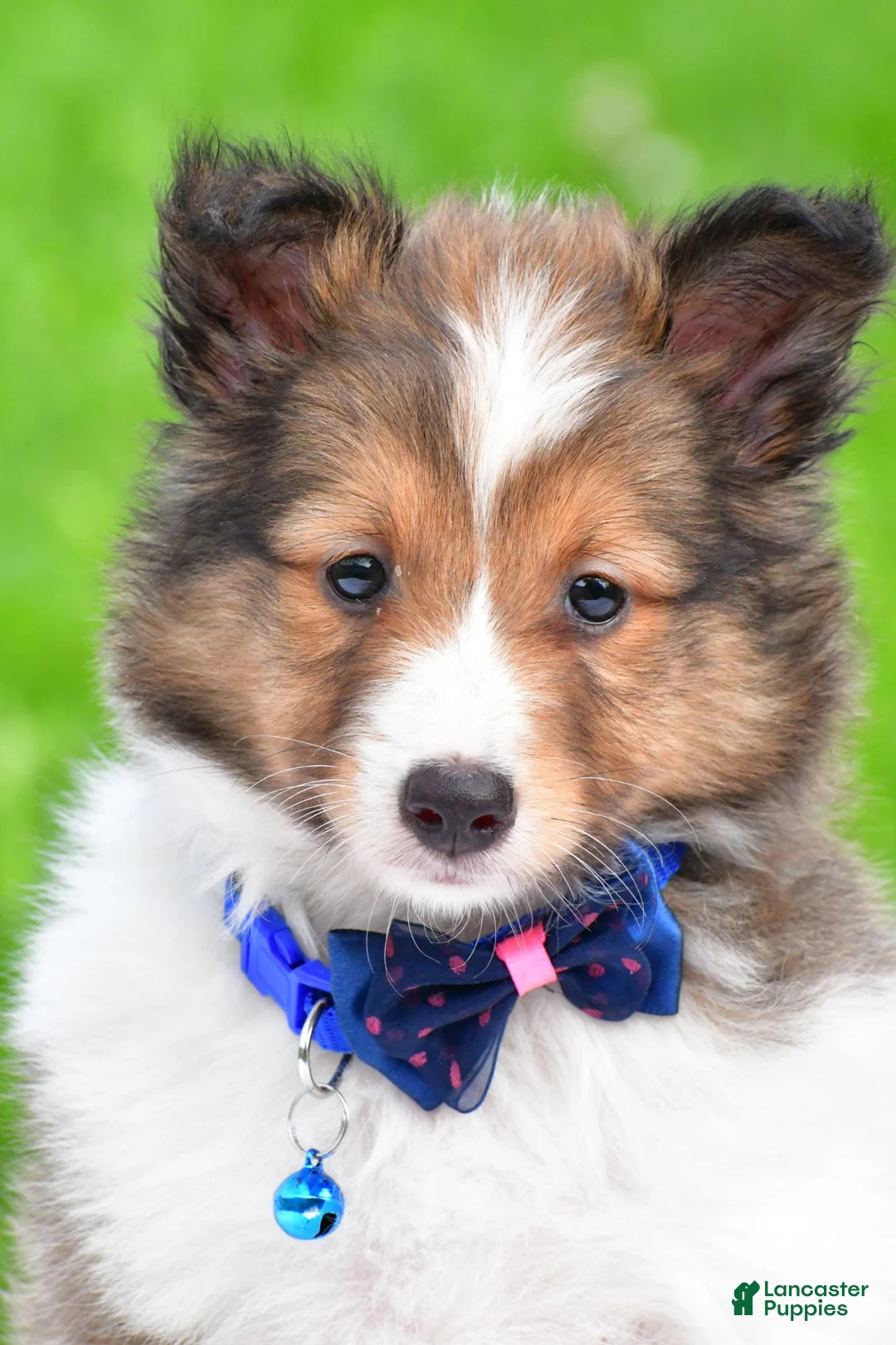 Shetland Sheepdog dogs for sale: Kevin - Ad 1