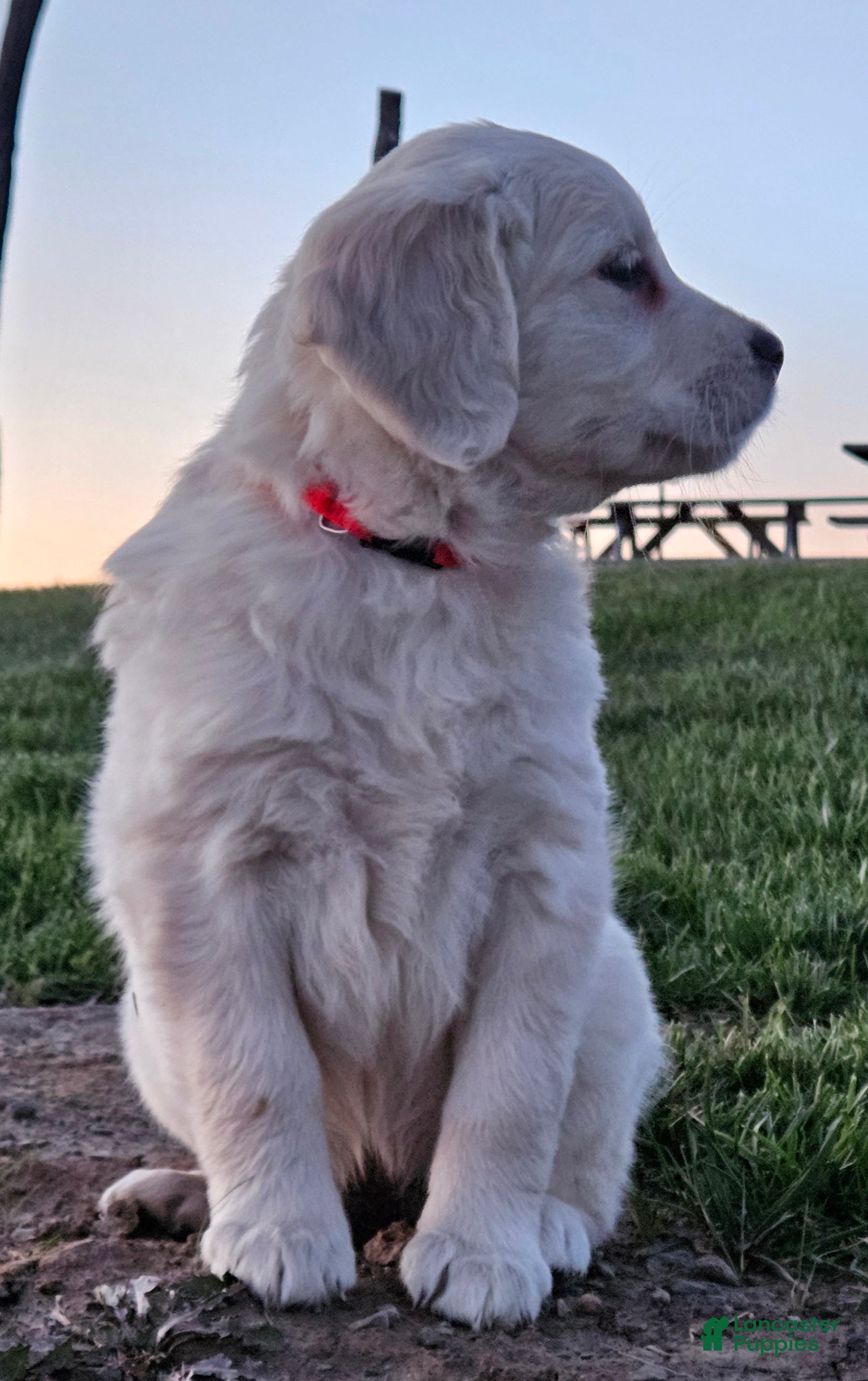 Golden Retriever dogs Bella - Ad 2