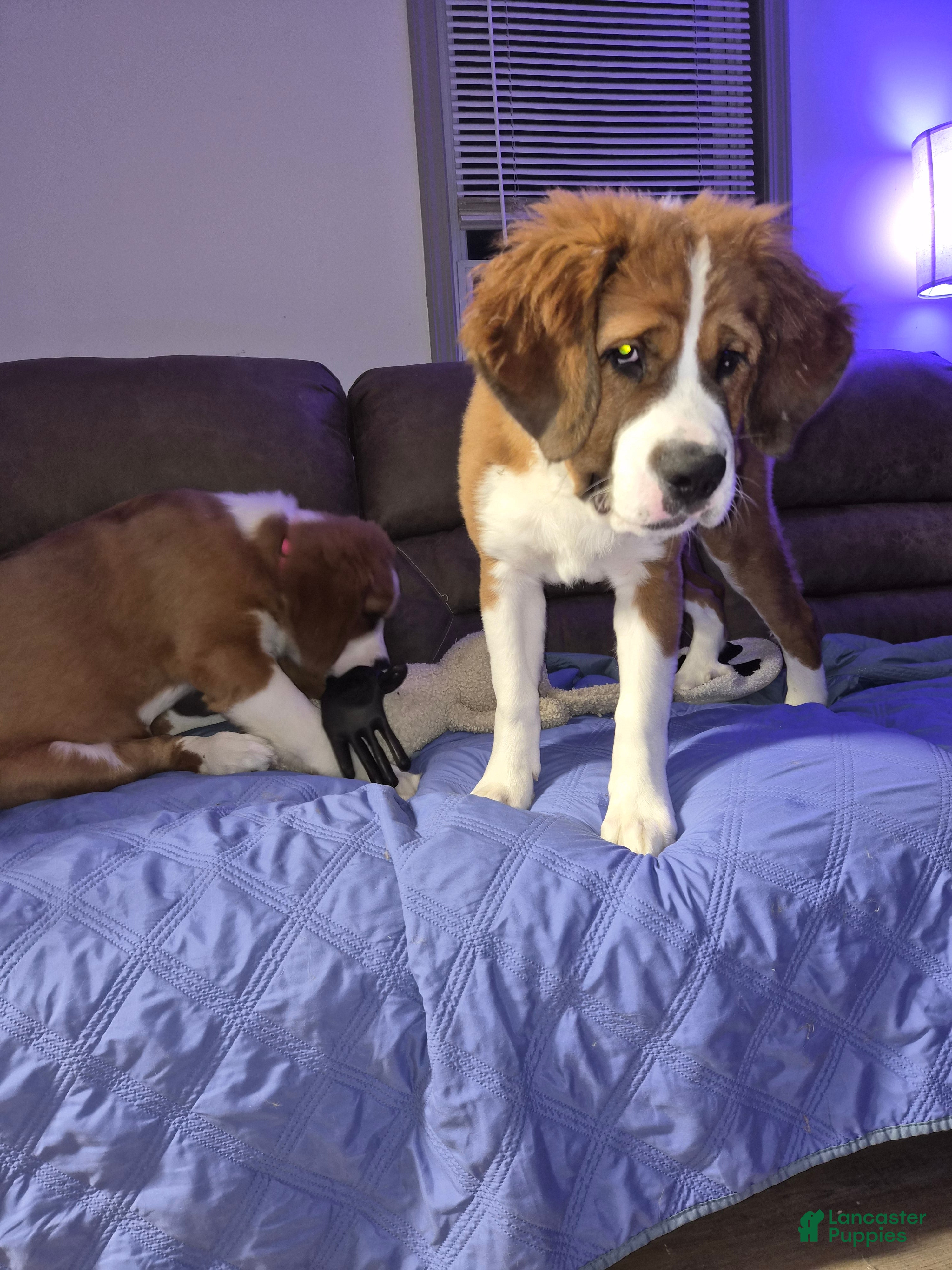 Mixed Breed dogs Scarlet - Ad 6