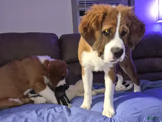 Mixed Breed dogs Scarlet - Ad 10