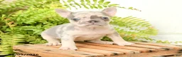 French Bulldog dogs for sale: Jolene - Ad 3