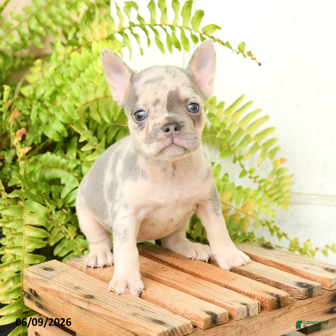 French Bulldog dogs for sale: Jolene - Ad 3