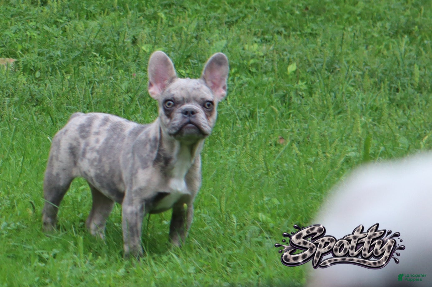 French Bulldog dogs Spotty - Ad 1
