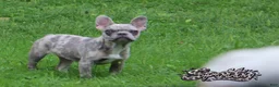 French Bulldog dogs for sale: Spotty - Ad 1