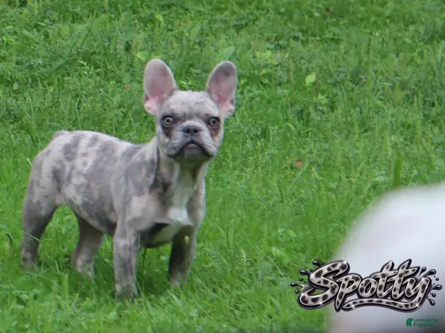 French Bulldog dogs for sale: Spotty - Ad 1