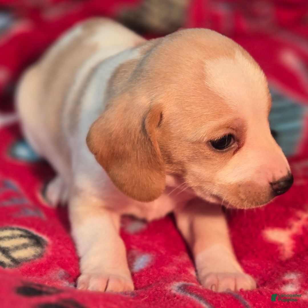 Beagle dogs for sale: Sage Queen Elizabeth Pocket Beagle - Ad 9