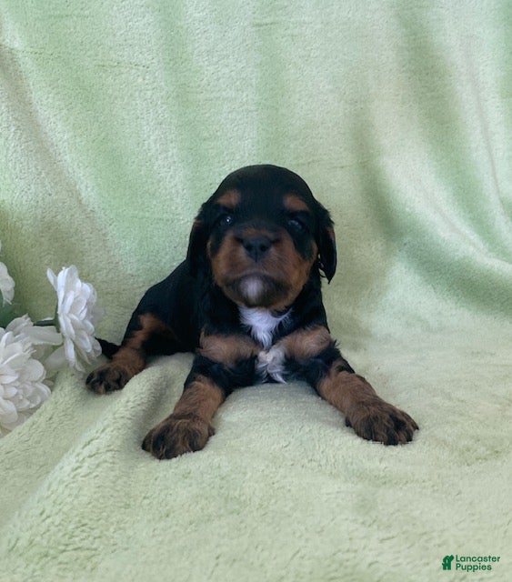 Cavapoo dogs Nelly- Black tri - Ad 2