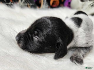 German Shorthaired Pointer dogs - Ad 8