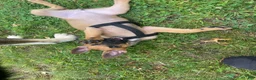 Mixed Breed dogs for sale: Mixed Breed 1 - Ad 11