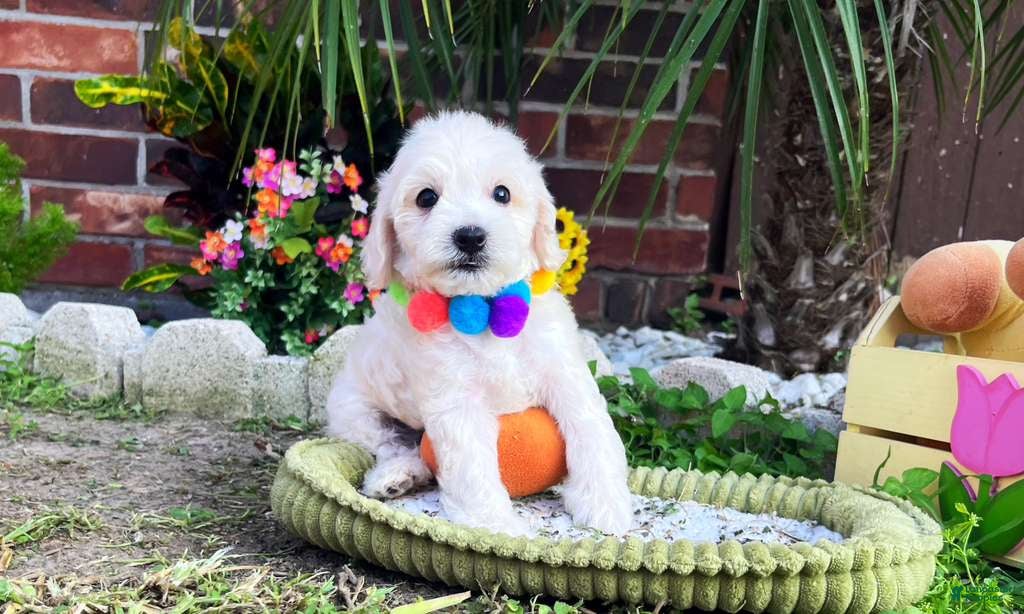 Maltipoo dogs for sale: Bubbles - Ad 2