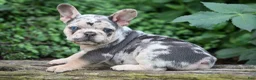 French Bulldog dogs for sale: Finn 🐾 - Ad 7