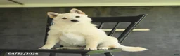 Schipperke dogs for sale: Flicker - Ad 2
