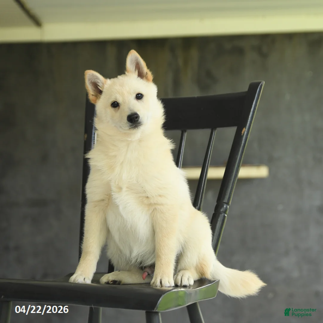 Schipperke dogs for sale: Flicker - Ad 2