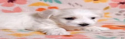 Coton De Tulear dogs for sale: Lilly - Ad 9