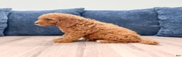 Miniature Labradoodle dogs for sale: Albony - Ad 3