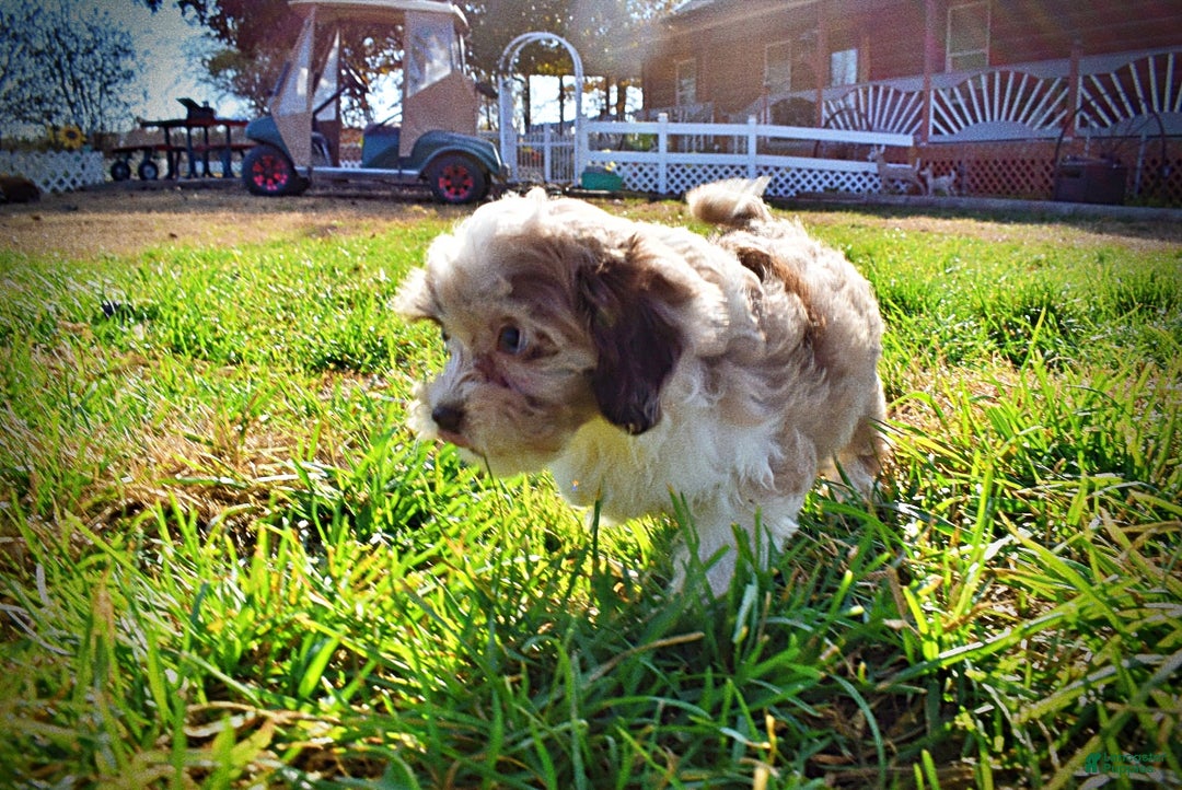 Havapoo dogs for sale: Olivia - Ad 13