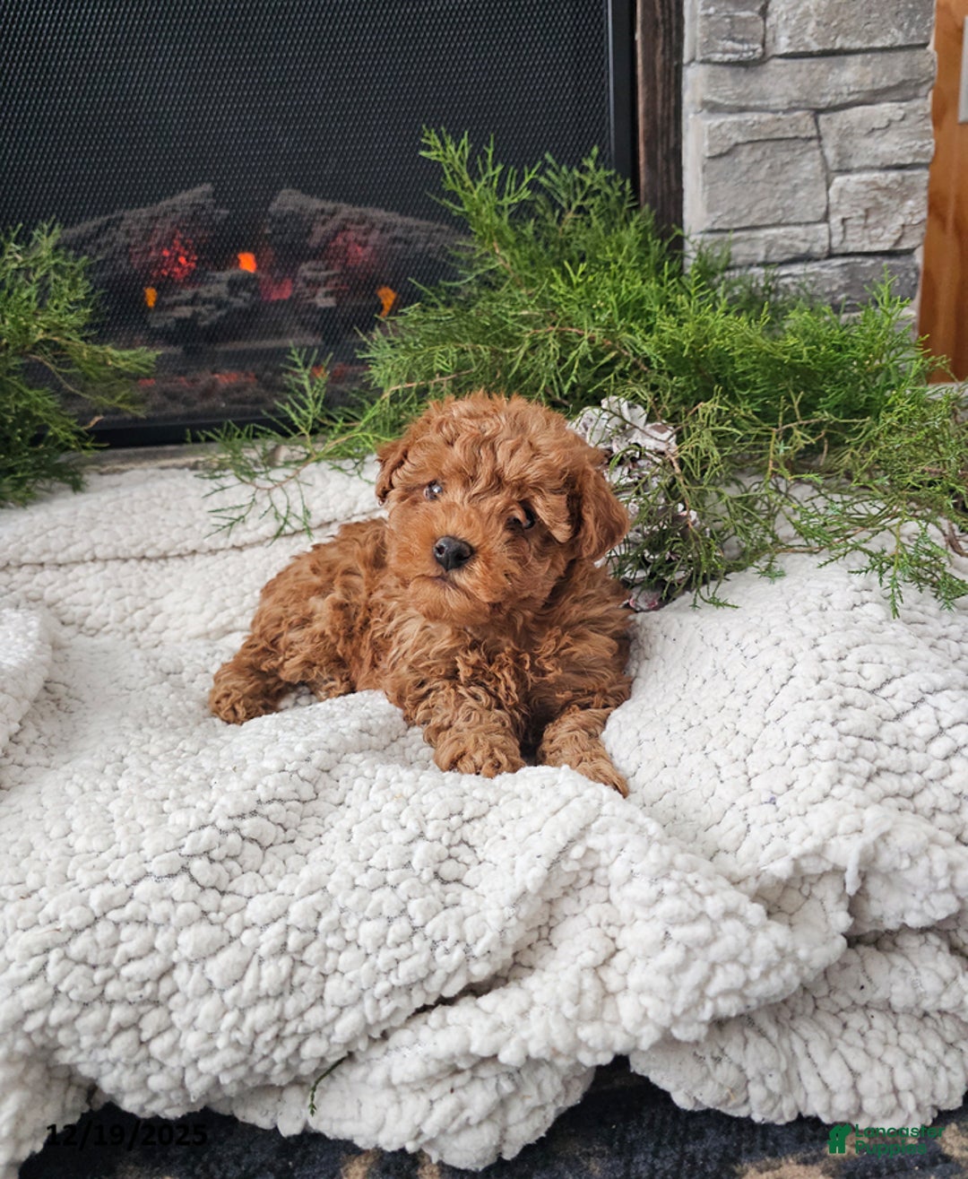 Mini Goldendoodle dogs for sale: Brewster - Ad 5