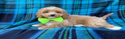 Cavapoo dogs for sale: Astor - Ad 5