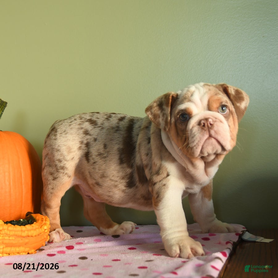 English Bulldog dogs Charter - Ad 2