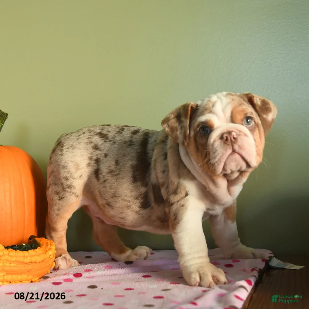 English Bulldog dogs for sale: Charter - Ad 2