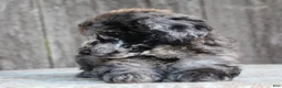 Standard Poodle dogs for sale: Ash AKC Standard Poodle - Ad 4