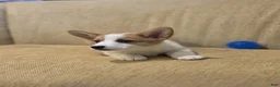 Welsh Corgi Pembroke dogs for sale: Welsh Corgi Pembroke 2 - Ad 4