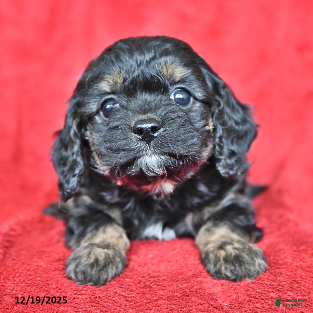 Cavapoo dogs for sale: George - Ad 4