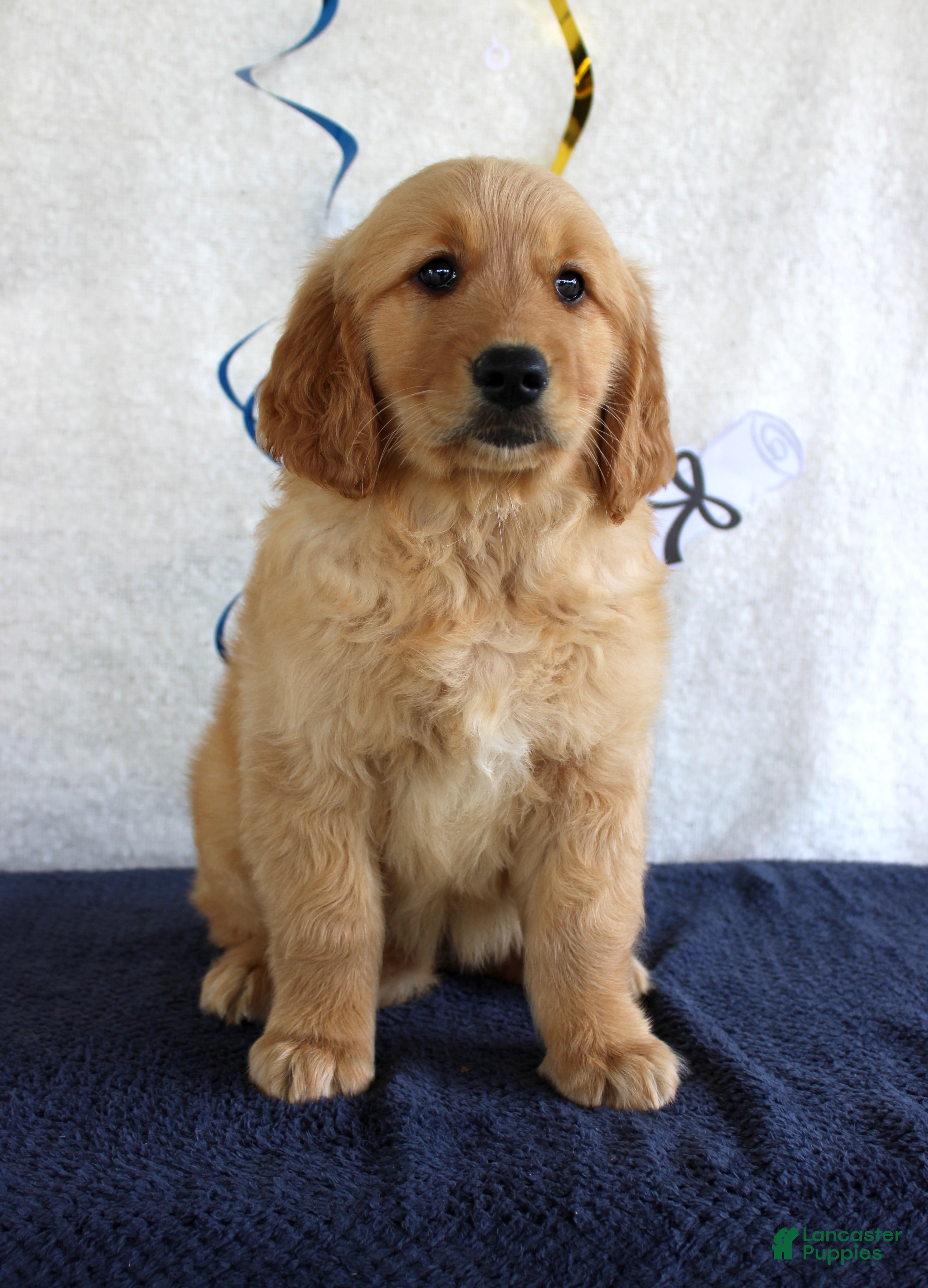 Golden Retriever dogs Haley - Ad 5