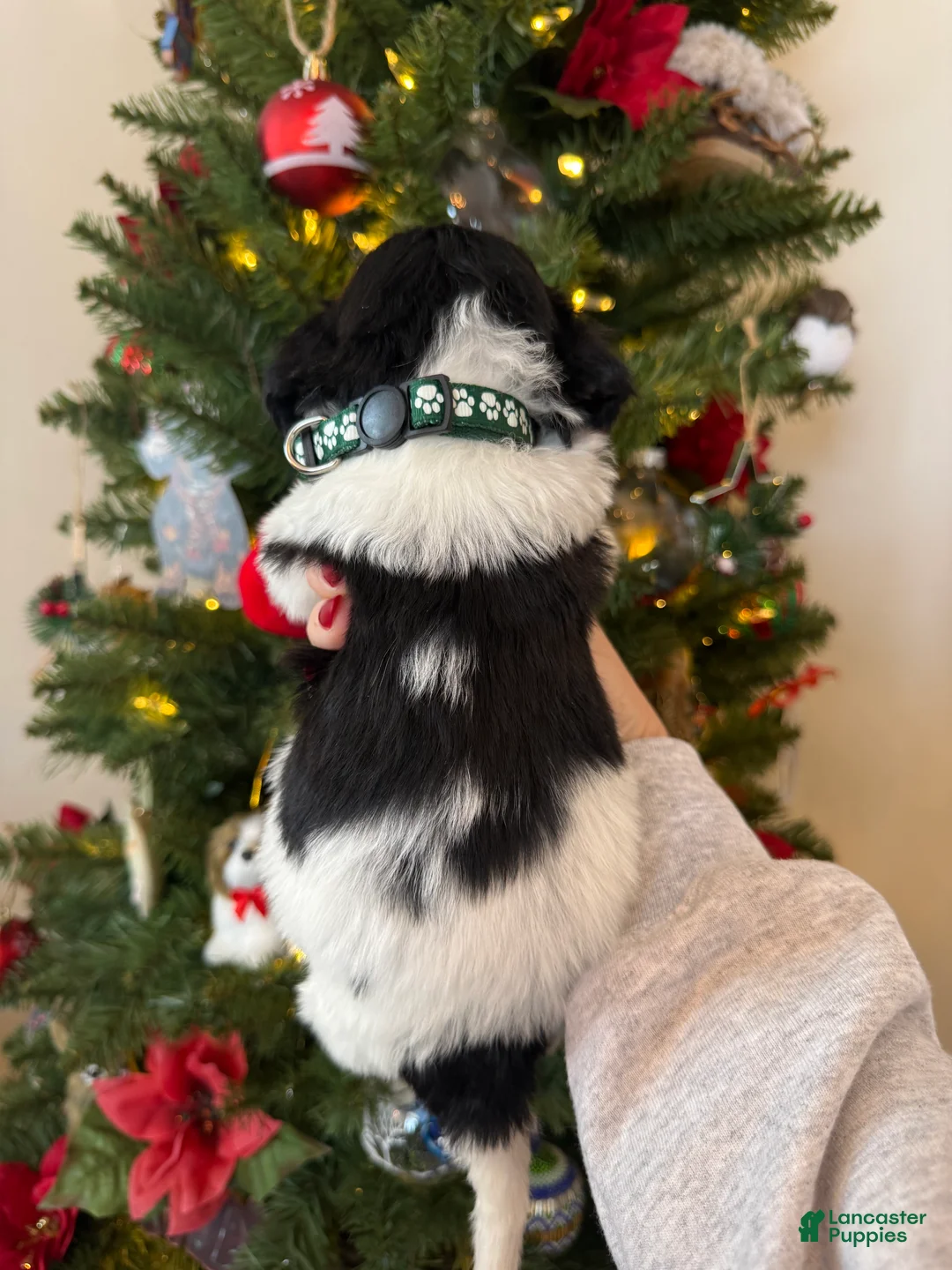 Mini Bernedoodle dogs for sale: Frank - Ad 10