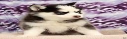 Pomsky dogs for sale: Tara - Ad 9