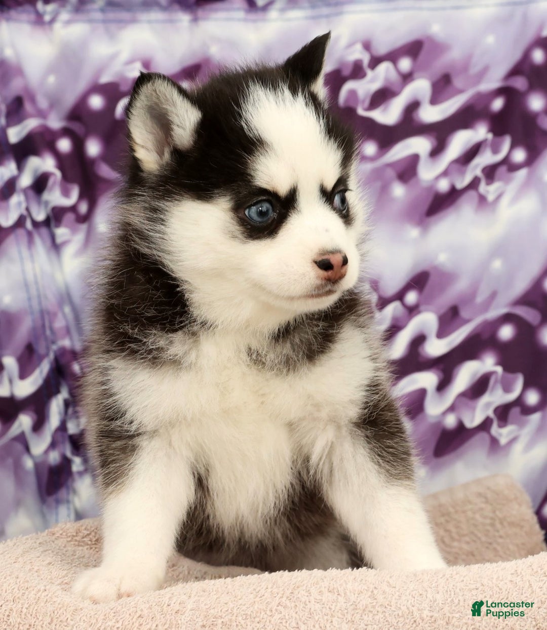 Pomsky dogs for sale: Tara - Ad 9