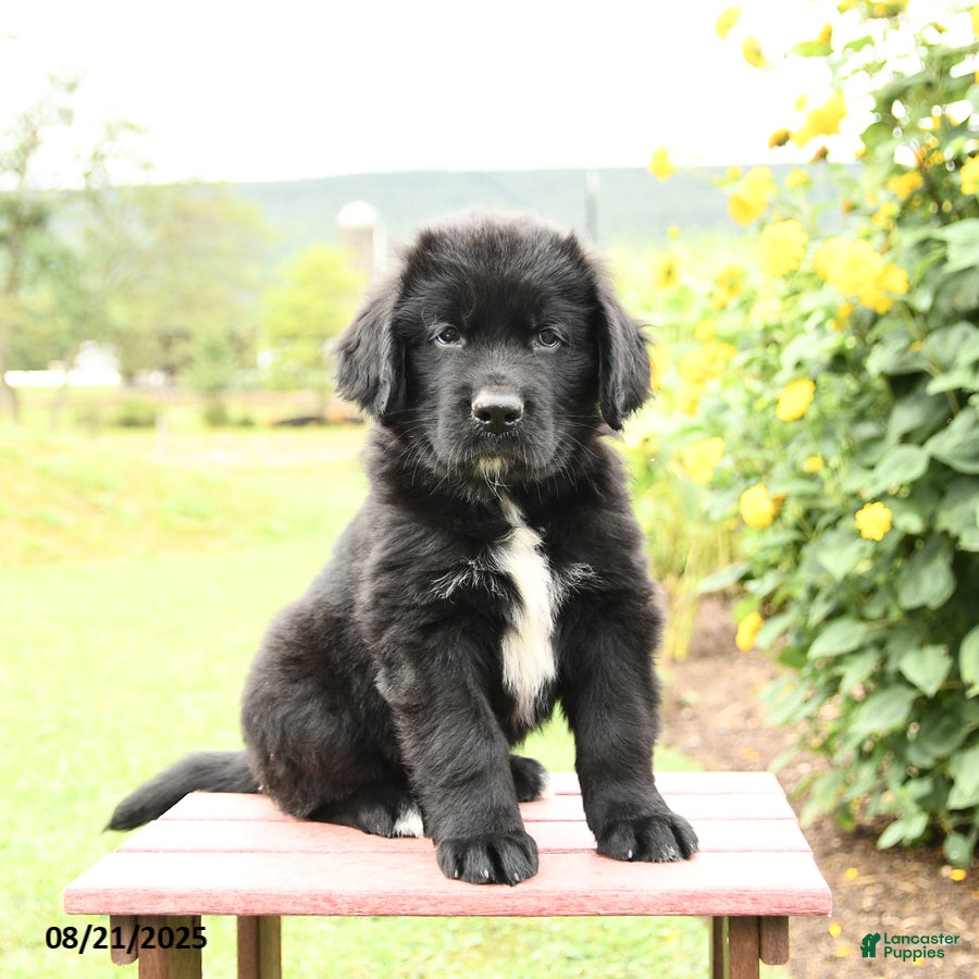 Dog Breed Newfie Puppies For Sale Near Me Landseer Newfoundland