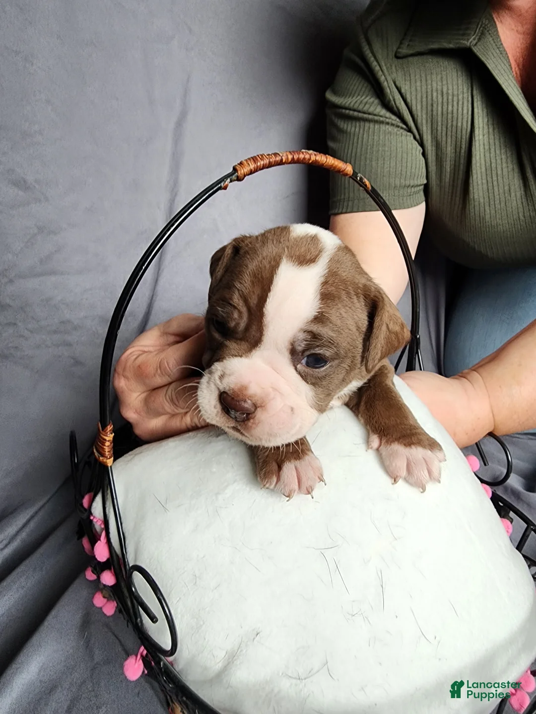 Olde English Bulldogge dogs for sale: Olde English Bulldogge Puppy 4 - Ad 1