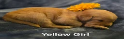 Golden Retriever dogs for sale: Yellow Girl - Ad 2