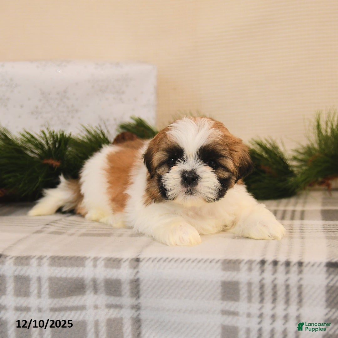 Shih Tzu dogs for sale: Lola - Ad 3