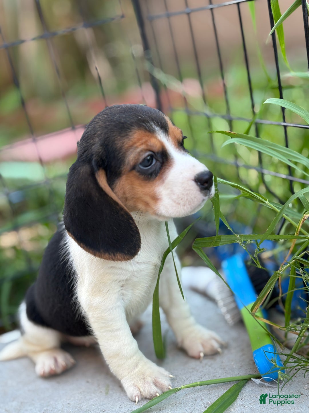 Beagle dogs for sale: Emily - Ad 11