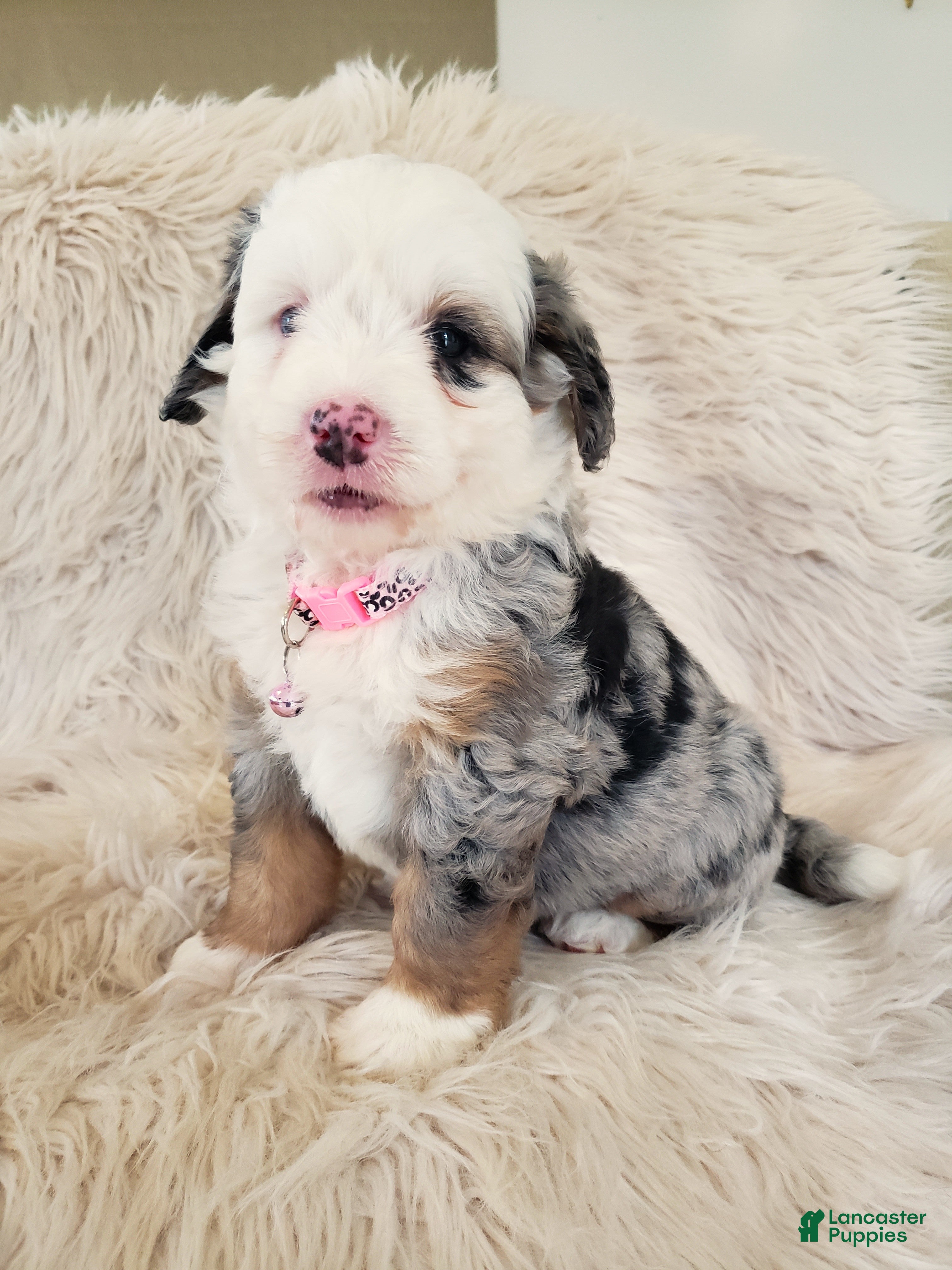 Mini Bernedoodle dogs MAYBELLE - Ad 2