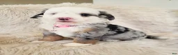 Mini Bernedoodle dogs for sale: MAYBELLE - Ad 2